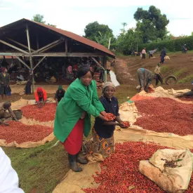 Baragwi Farmers Cooperative Lot #139 - Kirinyaga